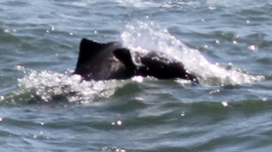 Missing Picture